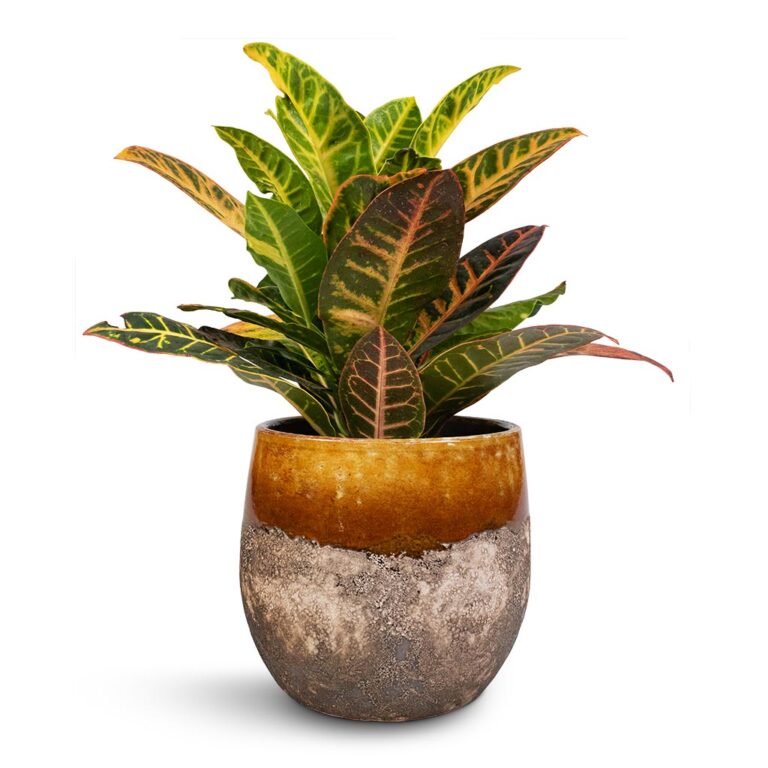 imgi_100_Codiaeum-Petra-Croton-17x50cm-Lindy-Plant-Pot-Ochre-23x20cm_78cd7299-2d0e-47c8-a27b-b7765728d4dc_5000x
