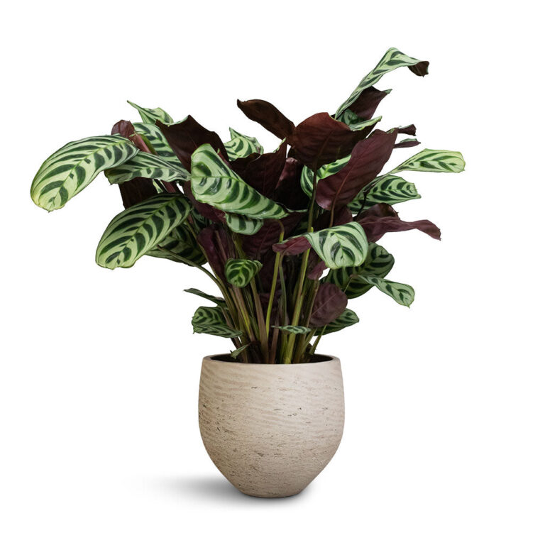 imgi_103_Ctenanthe-Burle-Marxii-Armargis-Never-Never-Plant-14x30cm-Mini-Orb-Kevan-Plant-Pot-Grey-Washed_5a8cf48b-3f54-415f-8137-418e85b19e5