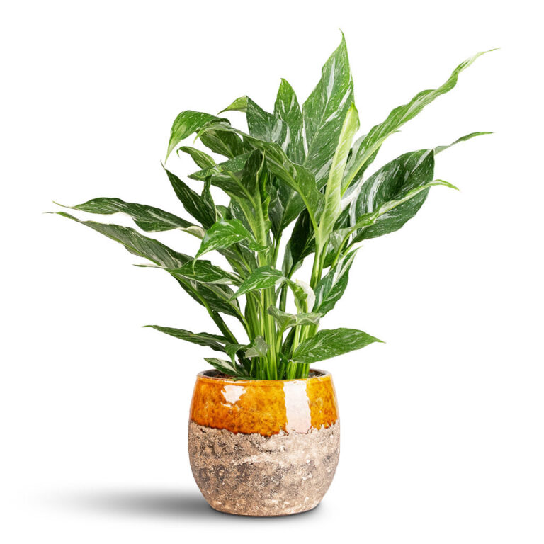 imgi_104_Spathiphyllum-Diamond-14x60cm-Lindy-Pot-Ochre-23x20cm_5000x