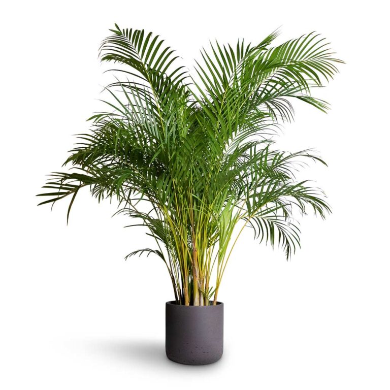 imgi_112_Chrysalidocarpus-lutescens-Areca-Palm-27x150cm-Charlie-Plant-Pot-Black-Washed-32x31cm_b08ddb30-3862-4c39-aa57-b33876aaeda0_5000x