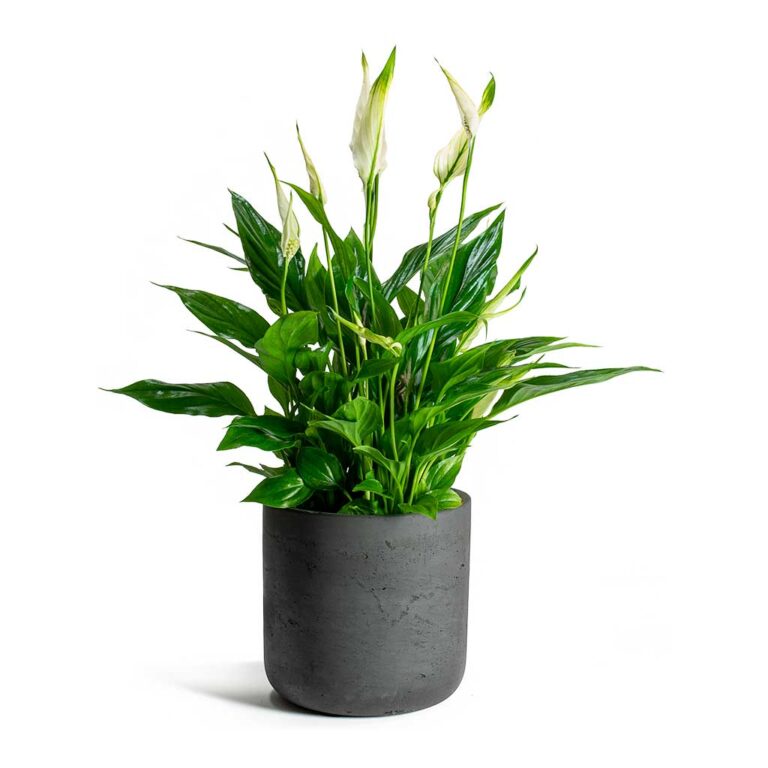 imgi_117_Spathiphyllum-Bellini-Peace-Lily-Charlie-Plant-Pot-Black-Washed_b6866112-3fd5-4e47-b8ba-892ef9cf2c21_5000x