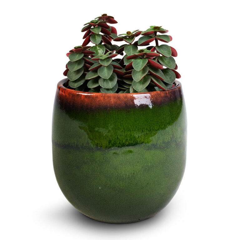 imgi_119_Peperomia-verticillata-Red-Log-11x15cm-Charlotte-Plant-Pot-Green-15x13cm_5000x