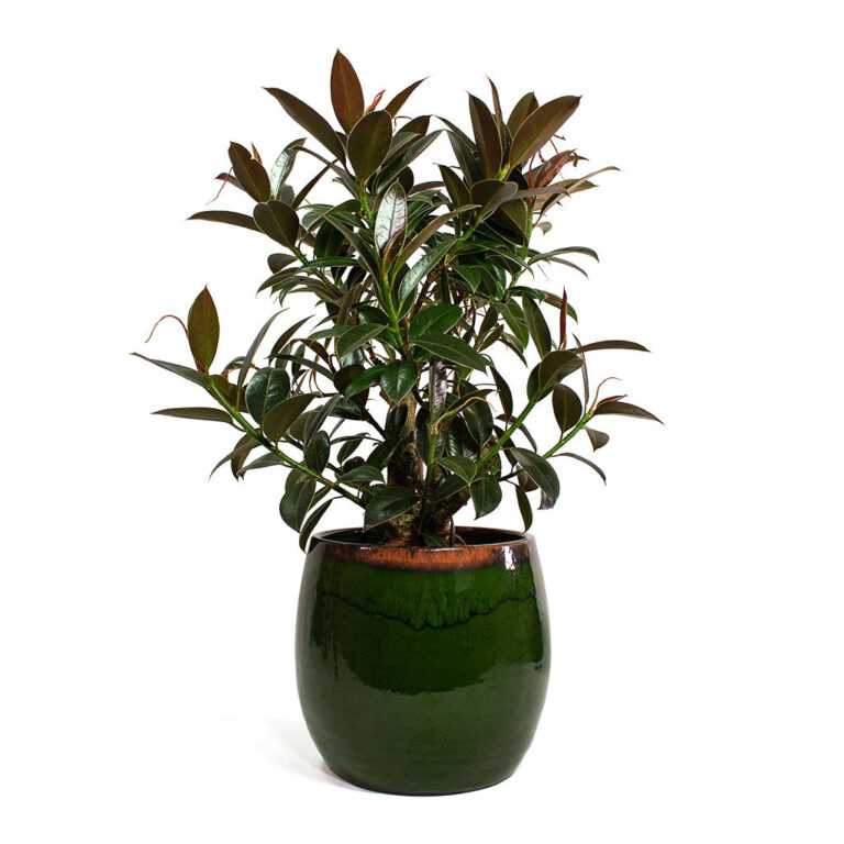 imgi_123_Ficus-elastica-Petite-Melany-Rubber-Plant-Charlotte-Plant-Pot-Green_11ddab90-ae5c-4ac0-a7c7-925ed8e84313_5000x