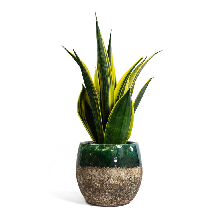 imgi_125_Sansevieria-trifasciata-Golden-Flame-Snake-Plant-Lindy-Plant-Pot-Black-Green_421ceda7-b7cb-48d2-8d58-20f9e28f4a5d_5000x