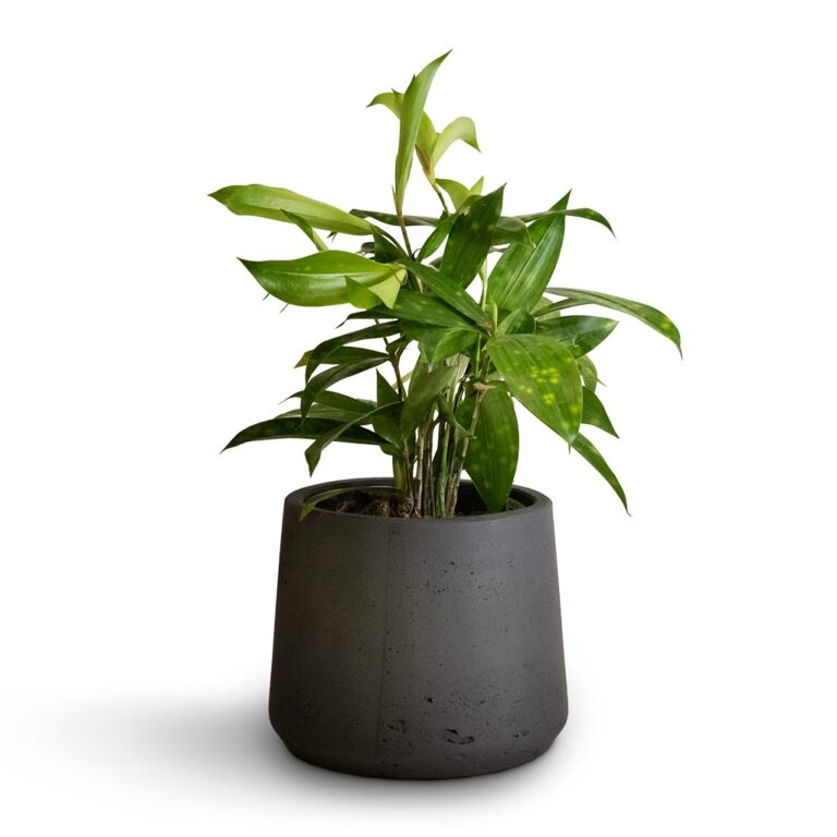 imgi_129_Dracaena-surculosa-12x40cm-Patt-Plant-Pot-Black-Washed-17x14cm_b71e6e31-f1c7-47e2-89e6-60d7c7340653_5000x