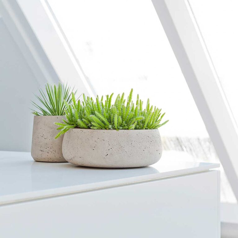 imgi_12_Eileen-Plant-Bowl-Grey-Washed-Succulents_5000x