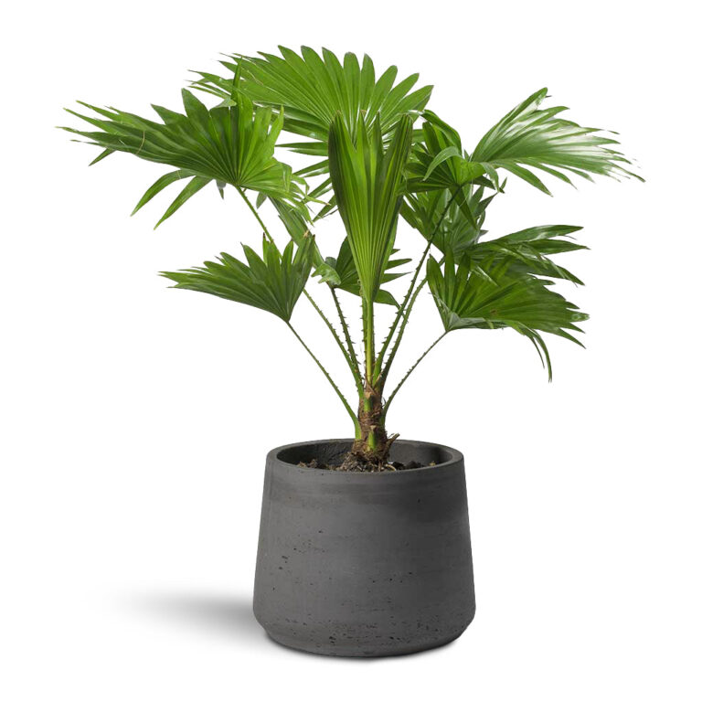 imgi_135_Livistona-rotundifolia-Footstool-Palm-Patt-Plant-Pot_9d1d8698-064b-4647-9daa-b836a16daabd_5000x