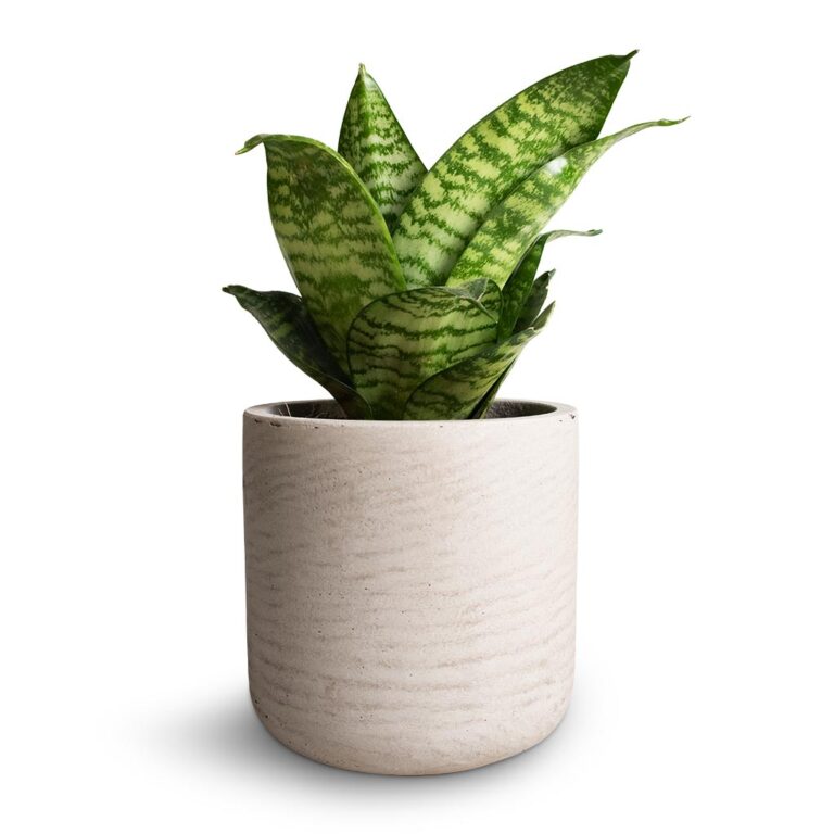 imgi_155_Sansevieria-trifasciata-Hahnii-Birds-Nest-Snake-Plant-12x25cm-Charlie-Plant-Pot-Grey-Washed-15x15cm-2_47739e08-bf55-4f42-bd49-1b20b
