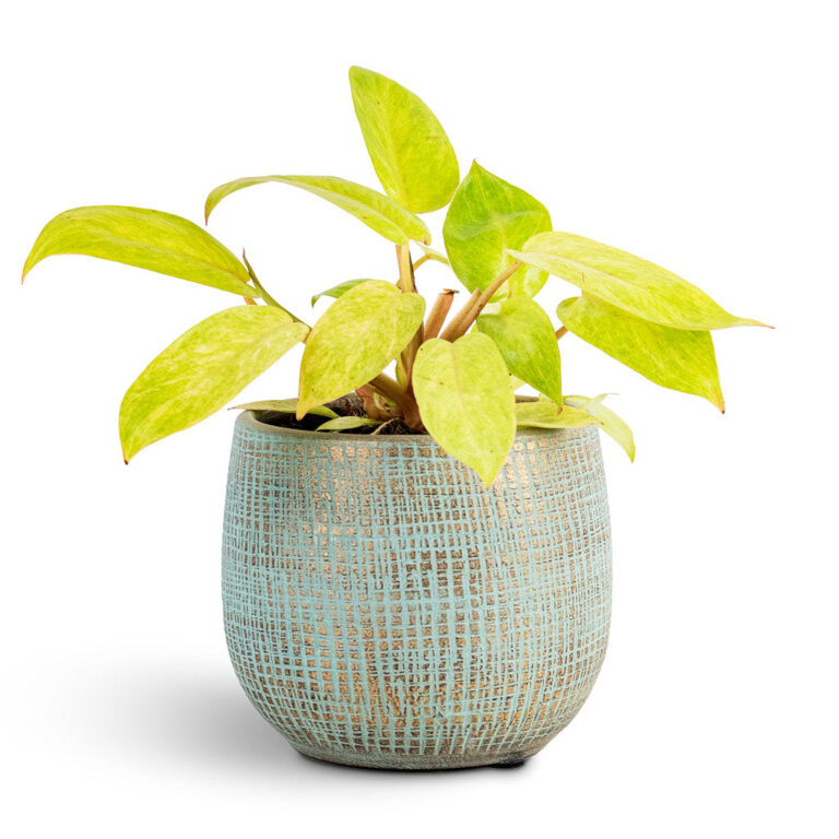 imgi_15_Philodendron-Painted-Lady-12x30cm-Ryan-Pot-Blue-Gold-15x13cm_1200x
