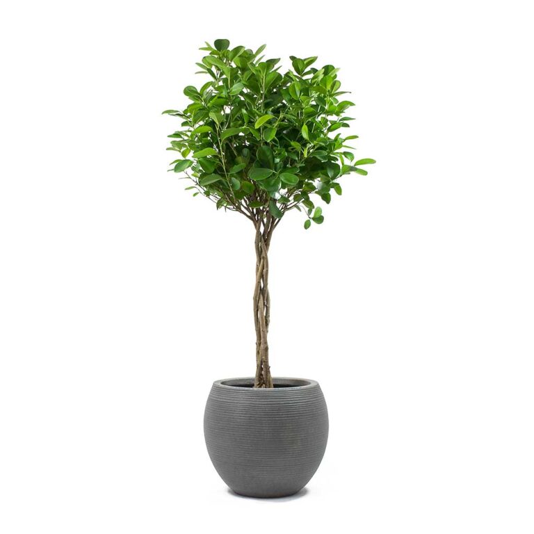 imgi_17_Ficus-Moclame-Indian-Laurel-Twisted-Stem-Abby-Ball-Plant-Pot-Ridged-Dark-Grey_4018ef54-acce-4998-8bb3-fc477060d8a3_1600x