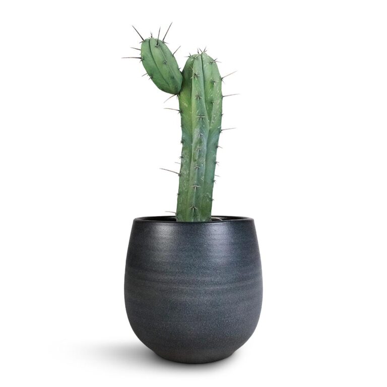 imgi_18_Myrtillocactus-Geometrizans-Blue-Myrtle-Cactus-Esra-Plant-Pot-Graphite-22x20cm_e6fdf94c-7b02-47c3-afef-a8a84c024501_1600x