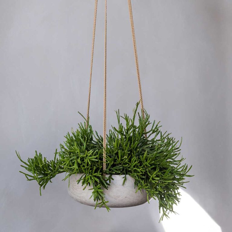 imgi_193_Eileen-Hanging-Plant-Bowl-Grey-Washed-Succulent