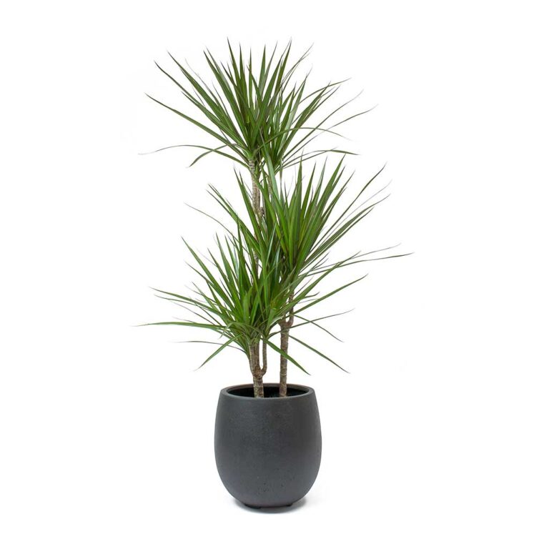 imgi_19_Dracaena-marginata-Red-Edged-Multi-Stem-Balloon-Plant-Pot-Anthracite-Concrete_1600x