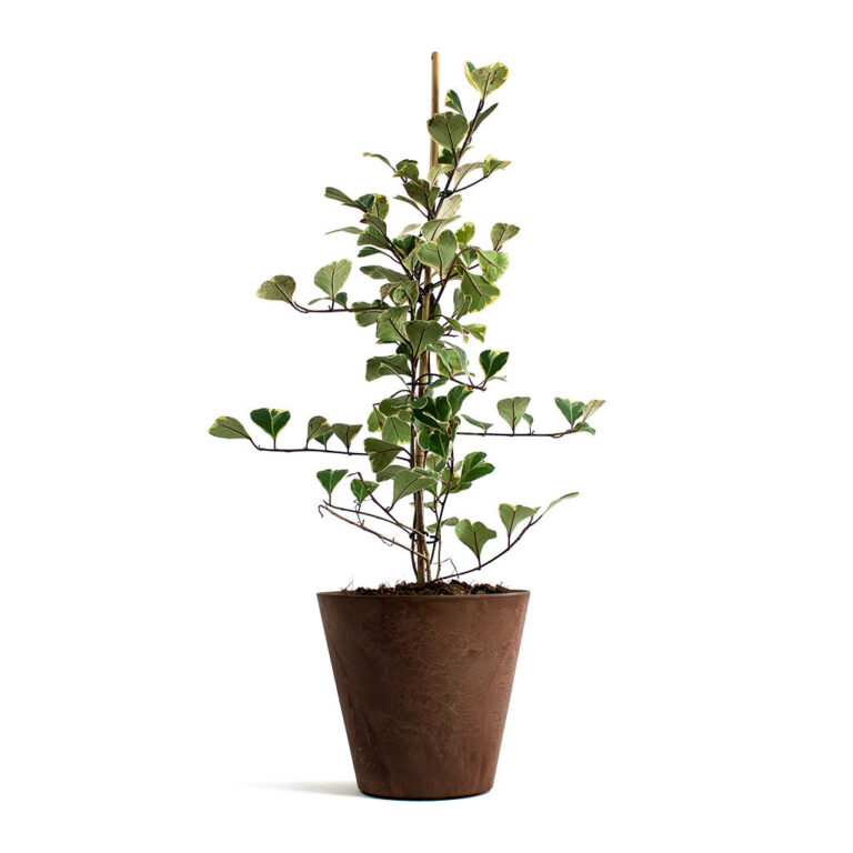 imgi_19_Ficus-triangularis-Sweetheart-Triangle-Fig-Claire-Artstone-Plant-Pot-Oak_d70c4544-8ecc-4047-9ac8-b2c0e4c7171a_1600x