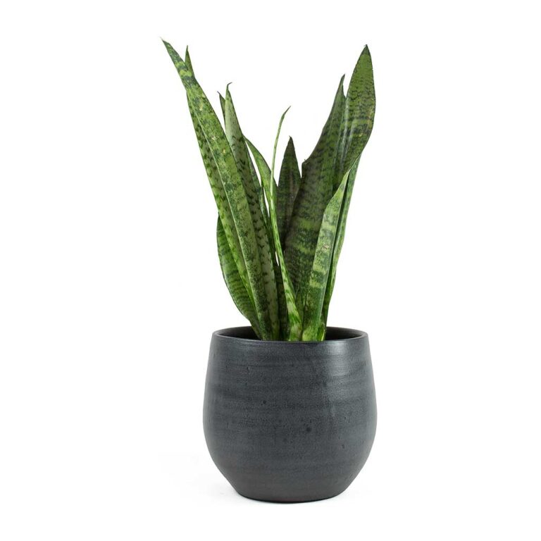 imgi_19_Sansevieria-zeylanica-Snake-Plant-Esra-Graphite-Plant-Pot_1600x