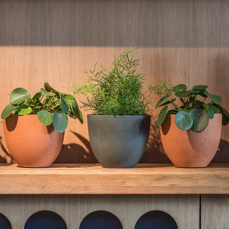 imgi_21_Coral-Refined-Pine-Green-Houseplant_1600x