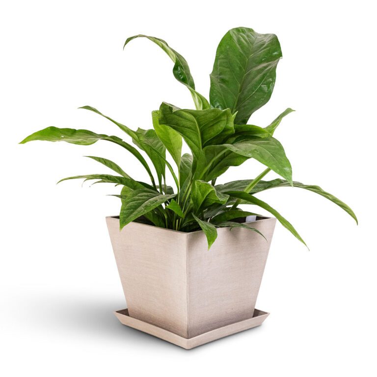 imgi_22_Rotterdam-Cube-Planter-Taupe-30x30x26cm-Anthurium-elipticum-Jungle-Bush-24x60cm-Side-Saucer_1600x