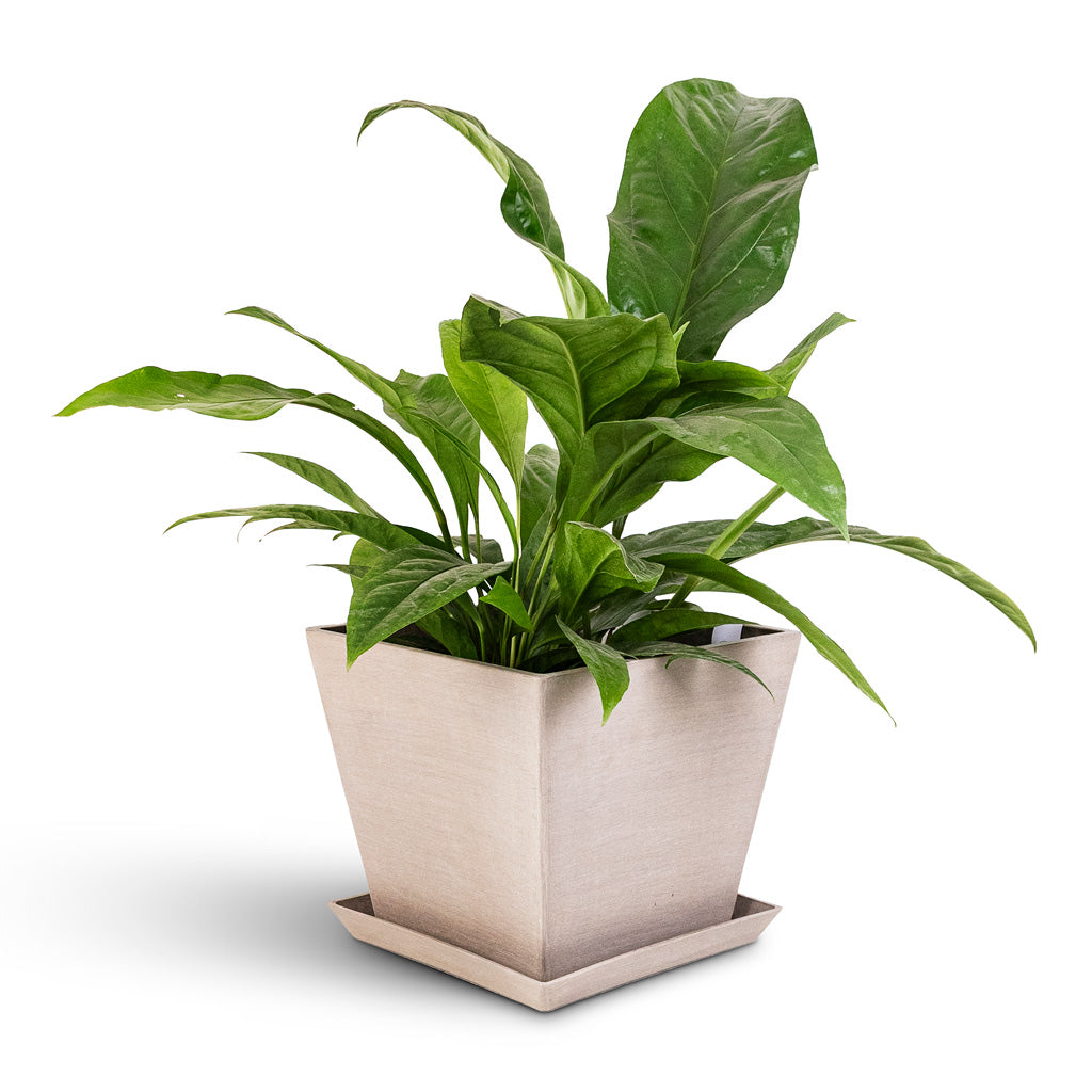 imgi_22_Rotterdam-Cube-Planter-Taupe-30x30x26cm-Anthurium-elipticum-Jungle-Bush-24x60cm-Side-Saucer_1600x