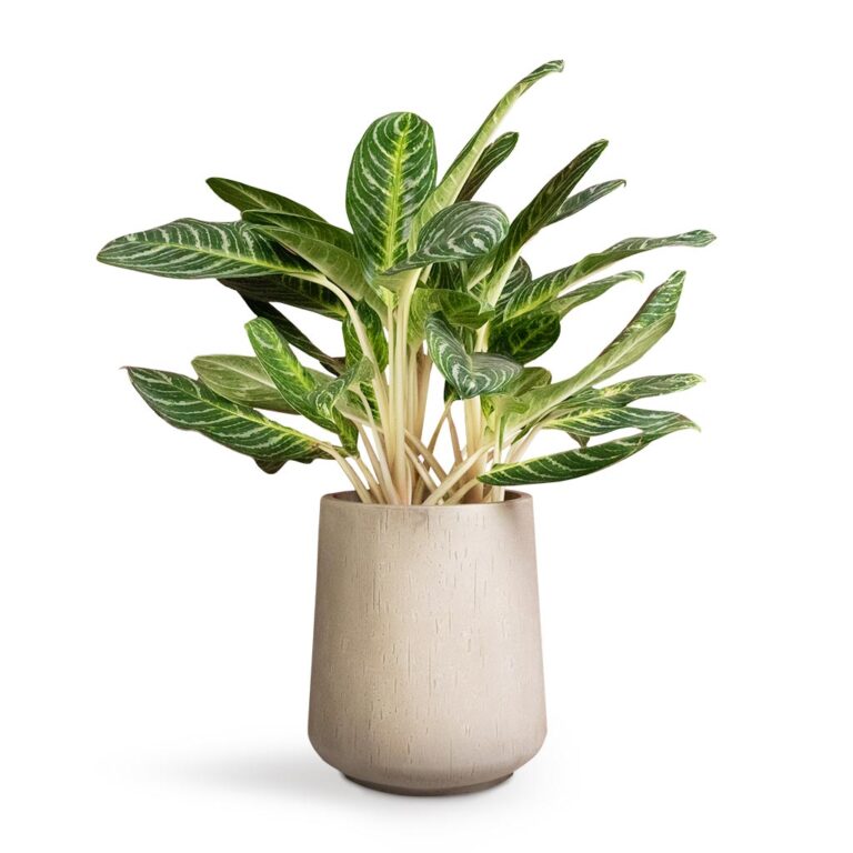 imgi_28_Aglaonema-Key-Lime-Chinese-Evergreen-27x75cm-Raindrop-Tube-High-Round-Planter-Stone-37x42cm_d116fc81-21fd-4680-bfb8-396d78381839_1600x
