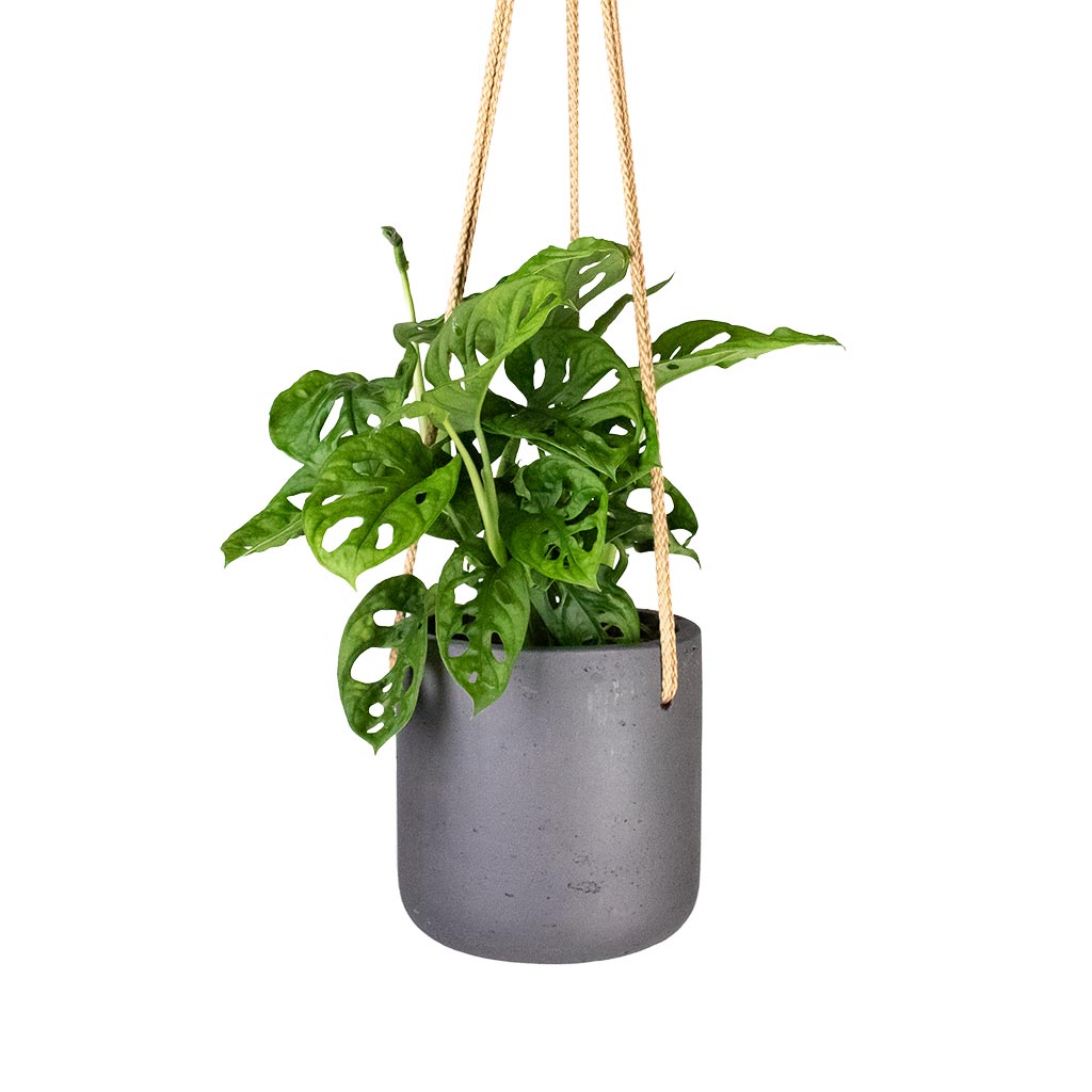 imgi_28_Monstera-adansonii-Philodendron-Monkey-Mask-12x30cm-Charlie-Hanging-Plant-Pot-Black-Washed-15x15cm_56acb4f4-05ee-4967-9df7-1177ac