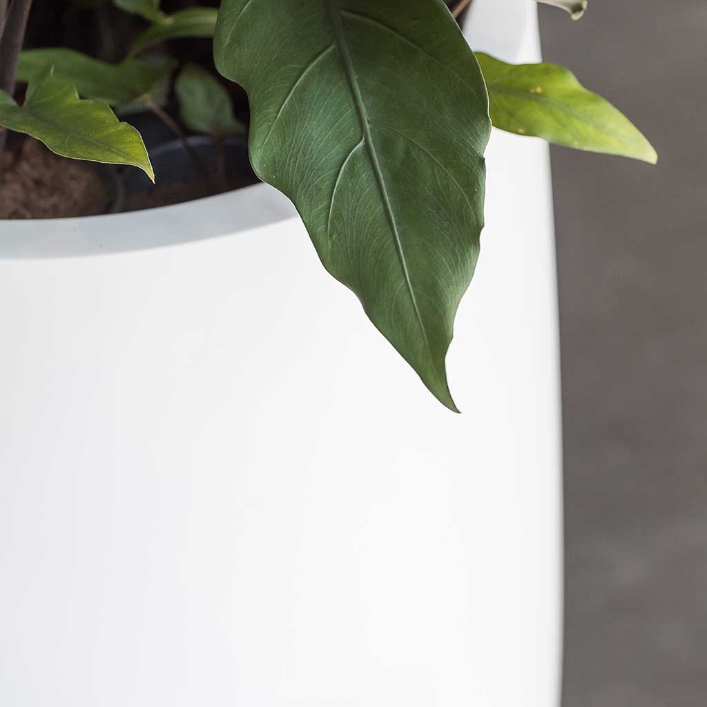 imgi_299_pax-planters-essential-matte-white-office-plants-rim