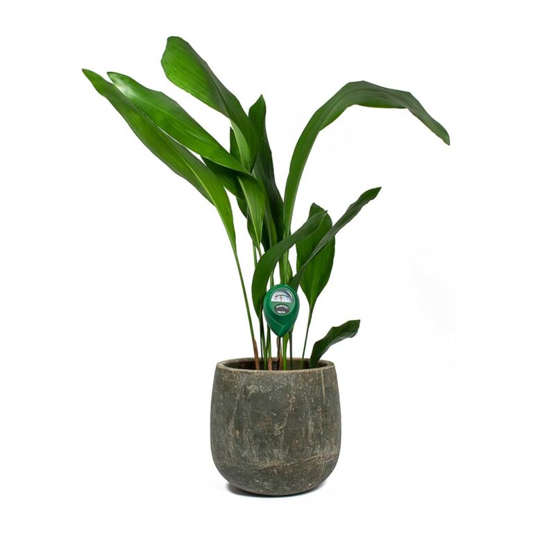 imgi_29_Houseplant-Moisture-Meter-Aspidistra-Amber-Earth-Plant-Pot_1600x