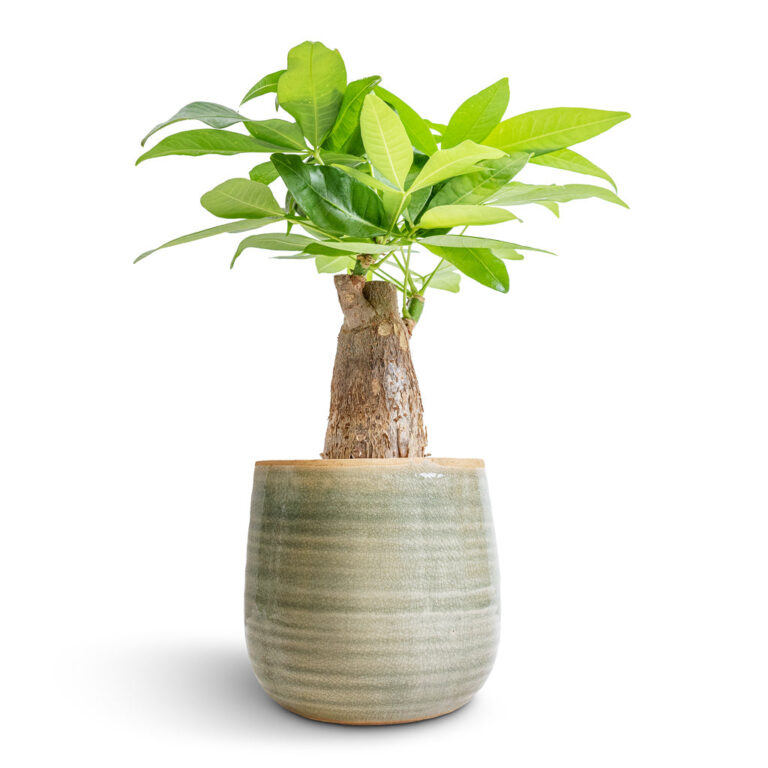 imgi_30_Pachira-aquatica-Thick-Trunk-Money-Tree-12x40cm-Iris-Plant-Pot-Mint-15x14cm_1600x