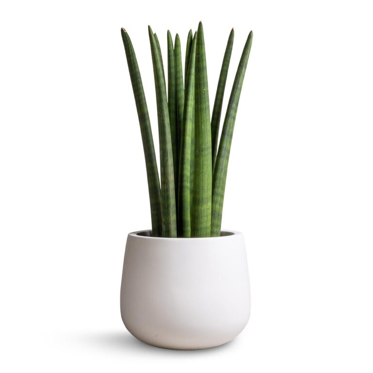 imgi_320_Sansevieria-cylindrica-Straight-Cylindrical-Snake-Plant-17x60cm-Kevan-Essentials-Plant-Pot-Matt-White-25x22cm_0abbb4d2-ce62-4
