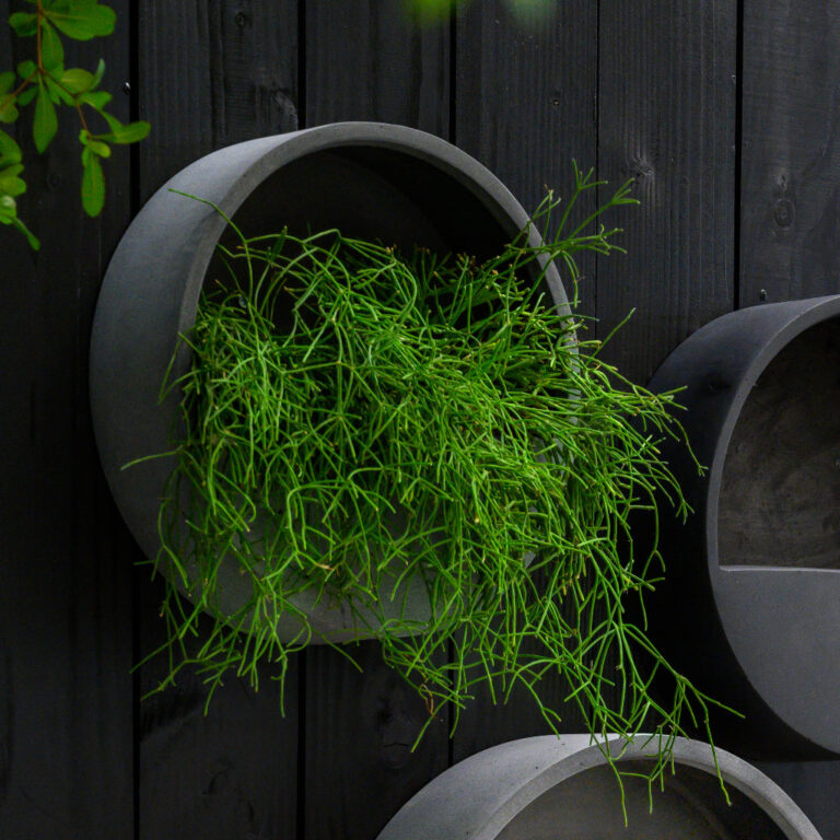 imgi_32_WallyNaturalWallPlanter-Black-2_2000x