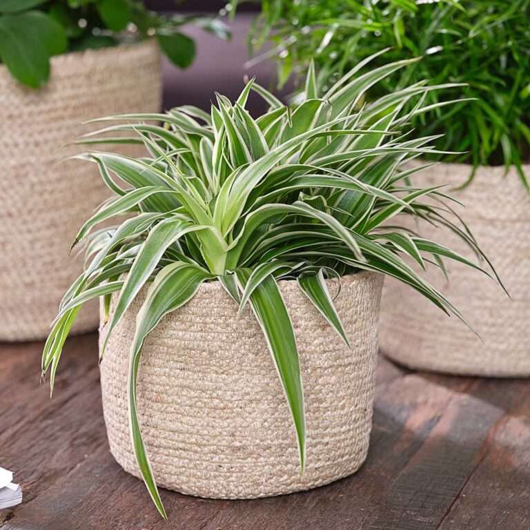 imgi_33_Selin-Plant-Basket-Jute-Spider-Plant_1600x