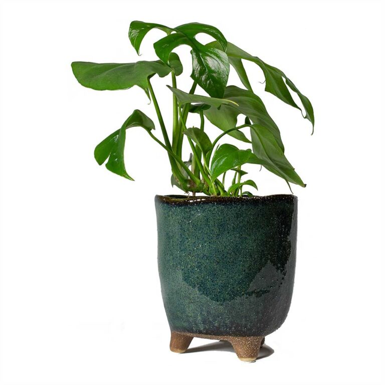 imgi_35_Rhaphidophora-tetrasperma-Monstera-minima-12x25cm-Kaat-Plant-Pot-Petrol-13x14cm_48a44ba7-653e-4e1e-8e0f-01b0a0ea961f_1600x