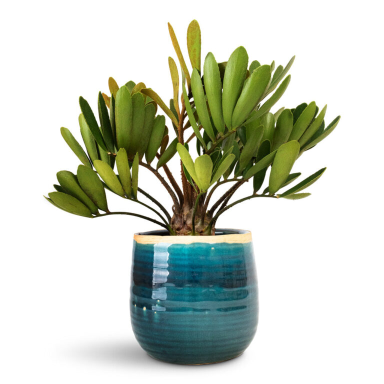 imgi_35_Zamia-furfuracea-Cardboard-Palm-12x45cm-Iris-Plant-Pot-Turquoise-15x14cm_2000x