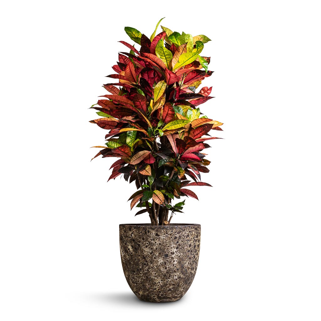 imgi_36_Codiaeum-Iceton-Croton-27x110cm-Lava-Couple-Relic-Planter-Rust-36x34cm_45e1ed43-7721-4caf-b6da-b8d226e0223b_2000x