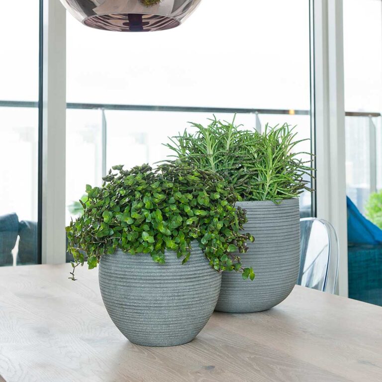 imgi_38_Abby-Plant-Pot-Dark-Grey-Peperomia-Houseplant_2000x
