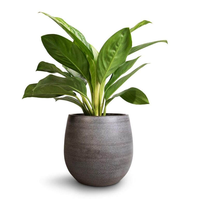 imgi_43_Aglaonema-Silver-Bay-Chinese-Evergreen-14x45cm-Esra-Plant-Pot-Mystic-Grey-22x20cm_45ea2873-0e76-4197-9dd2-9d857bfce2e5_1600x