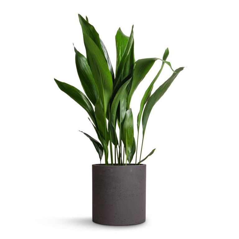imgi_43_Aspidistra-Cast-Iron-Plant-24x110cm-Max-Plant-Pot-Black-Washed-30x30cm_157535e3-f683-47e1-a3e5-a2b7a37fcb11_2000x