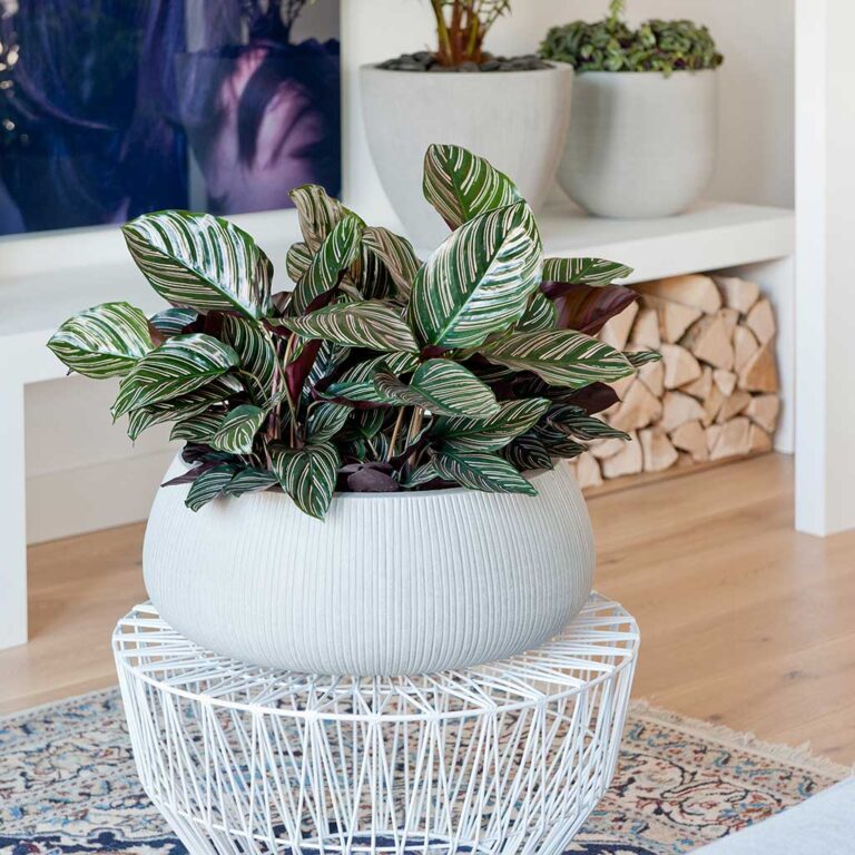 imgi_43_Eileen-Plant-Bowl-Ridged-Cement-Calathea-Sanderiana_5000x