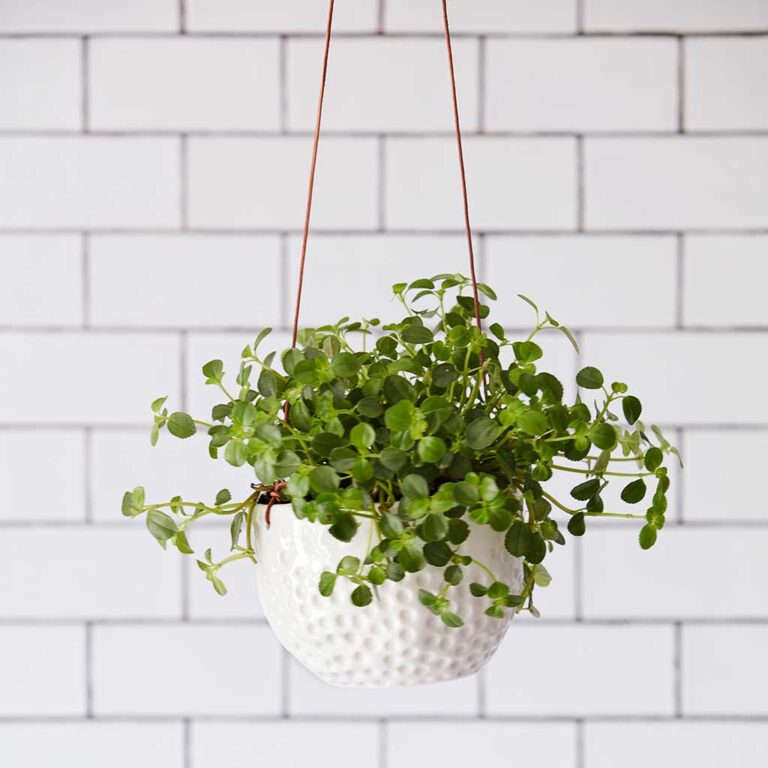 imgi_43_Hanging-Pot-Dot-Planted_5000x