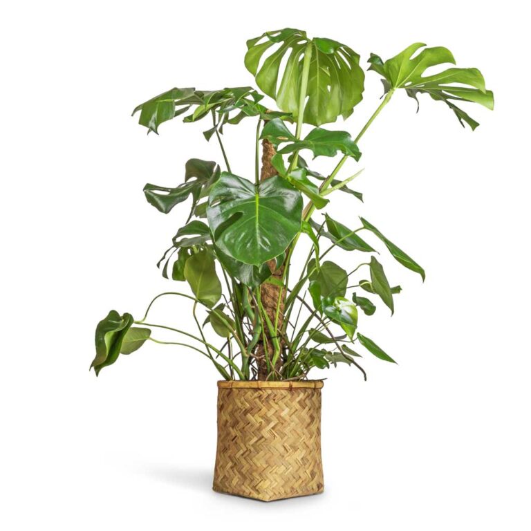 imgi_43_Monstera-deliciosa-Swiss-Cheese-Plant-Moss-Pole-27x120cm-Zayn-Bamboo-Planter-31