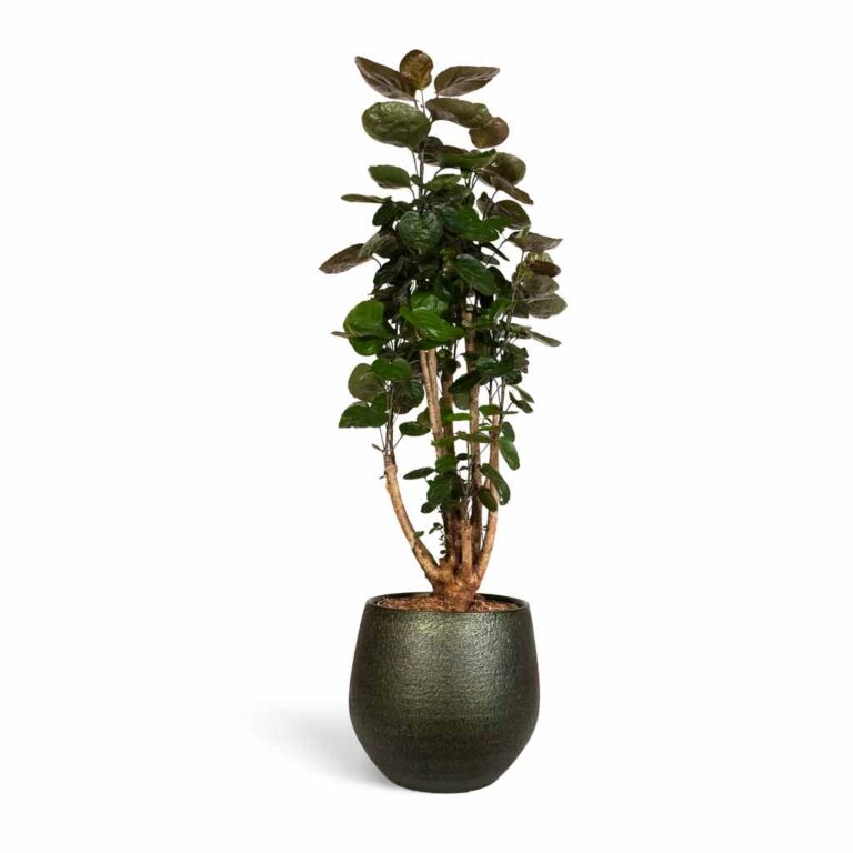 imgi_43_Polyscias-Fabian-Aralia-Fabian-24x80cm-Noor-Plant-Pot-Velvet-Green-33x30cm_3047308d-55b3-48d4-bd42-3850060f8f0f_1600x