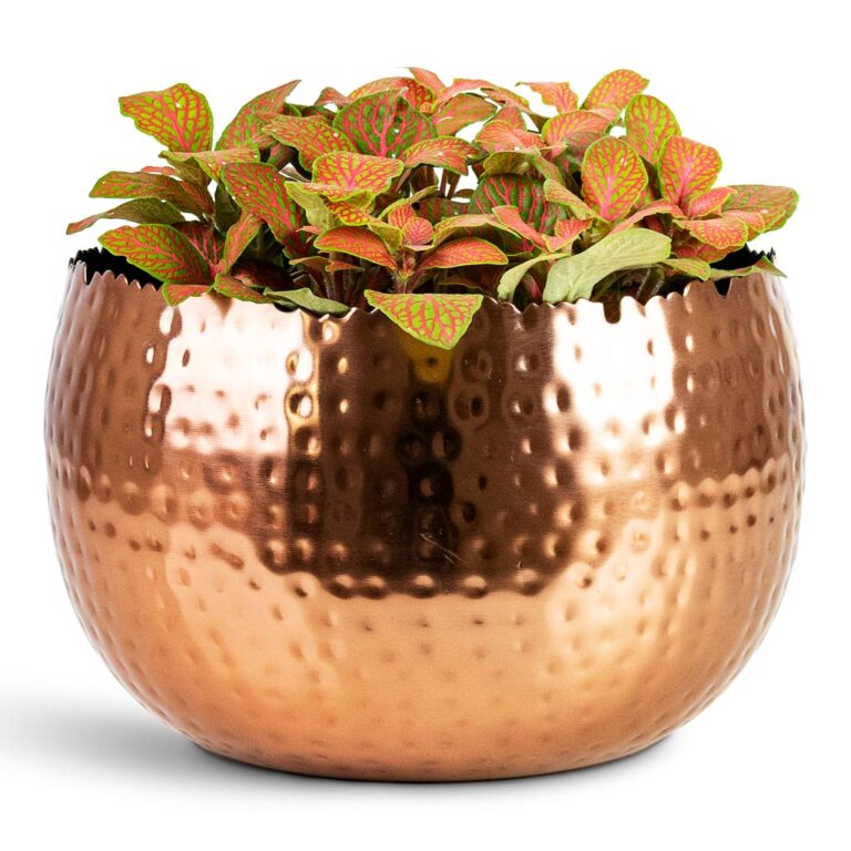 imgi_44_Fittonia-albivenis-Mosaic-Skeleton-12x15cm-Hammered-Bowl-Copper-with-Black-19x14cm_2000x