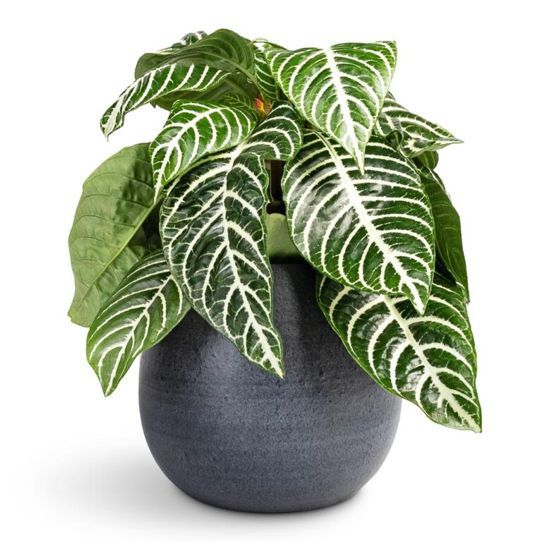 imgi_45_Aphelandra-squarrosa-Botanica-Zebra-Plant-13x35cm-Esra-Plant-Pot-Graphite-18x16cm_2000x