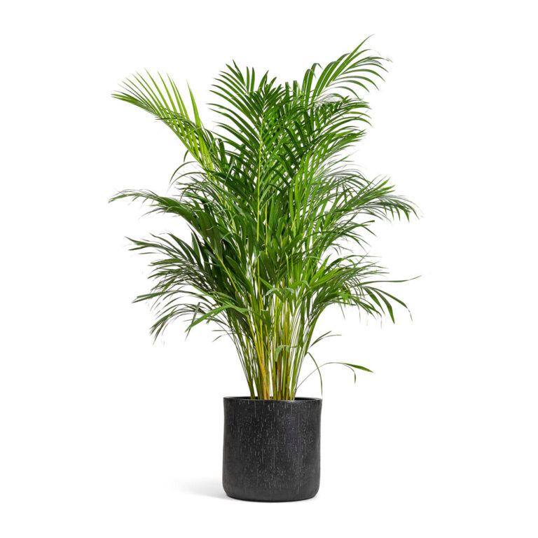 imgi_45_Chrysalidocarpus-lutescens-Areca-Palm-24x120cm-Raindrop-Round-Planter-Anthracite-34x32cm_4534128b-c5eb-4880-b353-e689a24803ce_2000