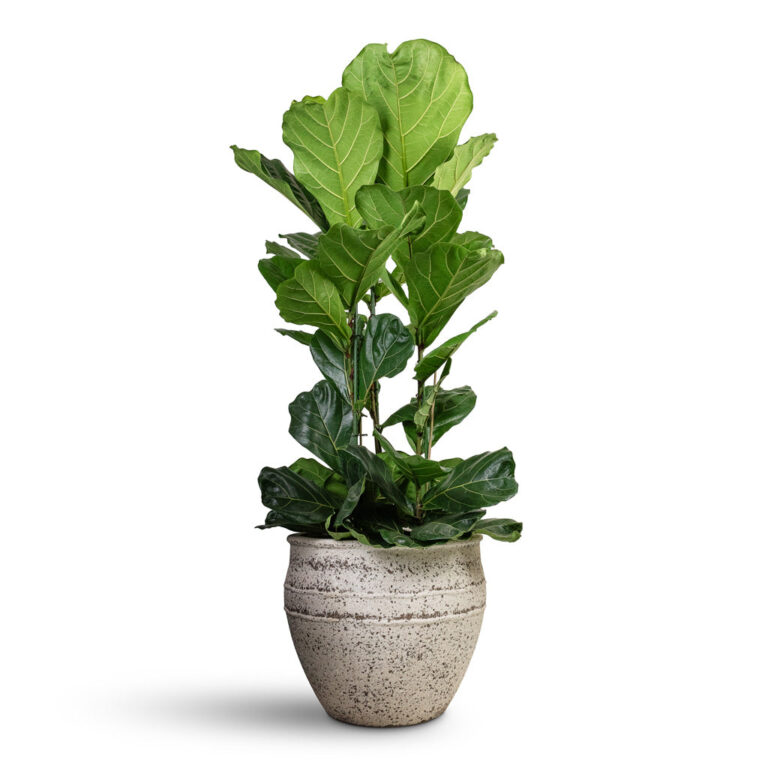 imgi_45_Ficus-lyrata-Fiddle-Leaf-Fig-Straight-Stem-30x150cm-Athena-Mediterranean-Planter-Chalk-White-53