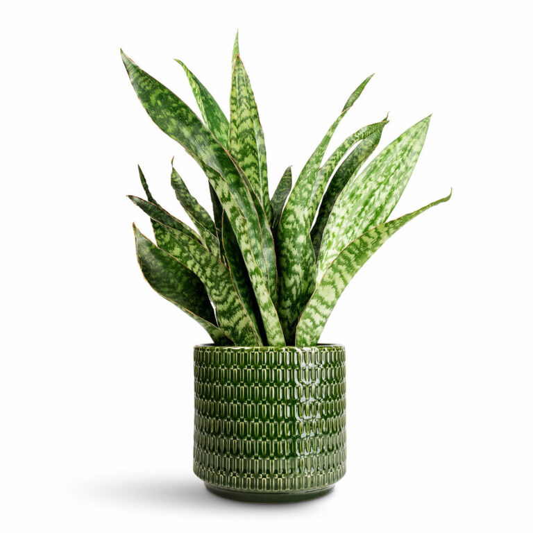 imgi_45_Sansevieria-masoniana-Dragon-Snake-Plant-14x50cm-Flor-Plant-Pot-Green-18x16cm_2000x