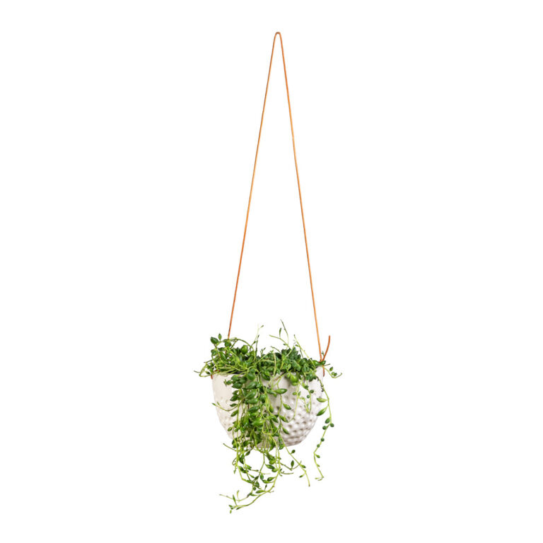 imgi_45_Senecio-herreianus-String-of-Beads-12x20cm-Dot-Hanging-Indoor-Pot-14x10cm_d00f743a-299b-4215-a755-df2832ddd204_5000x