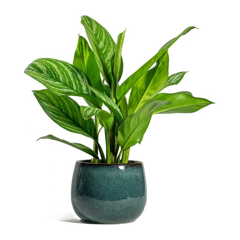 imgi_46_Aglaonema-Stripes-Chinese-Evergreen-Odile-Plant-Pot-Moss_1600x