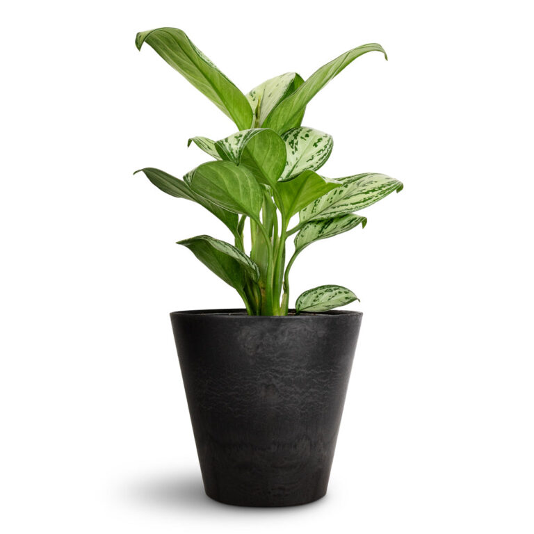 imgi_47_Aglaonema-Christina-Chinese-Evergreen-14x35cm-Claire-Artstone-Plant-Pot-Black-17x15cm_ded41de8-7b92-4a48-95af-3b34a0c9d535_5000x