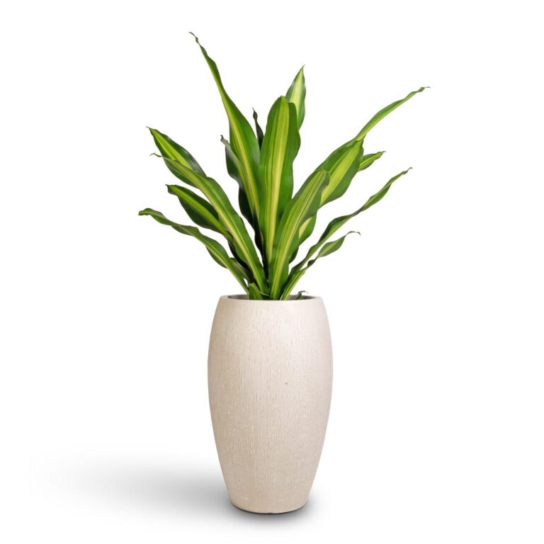 imgi_47_Dracaena-fragrans-Burley-24x100cm-Raindrop-Tall-Balloon-Planter-Stone-37x60cm_2000x