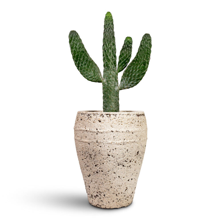 imgi_47_Opuntia-rubescens-Consolea-Road-Kill-Cactus-17x50cm-Ares-Mediterranean-Planter-Chalk-White-27x32cm_5000x